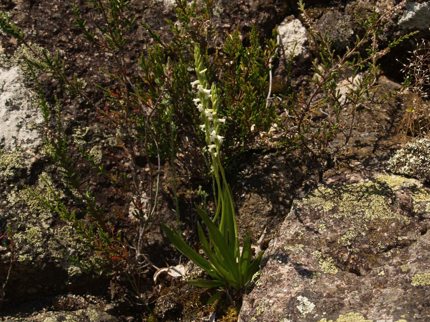 Lady's Tresses, Summer plant